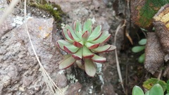 Echeveria quitensis