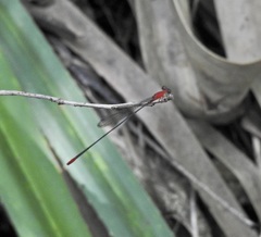 Teinobasis rufithorax