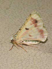 Aeolochroma viridicata