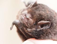 Chalinolobus gouldii