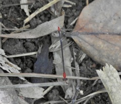 Teinobasis rufithorax