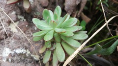 Echeveria quitensis