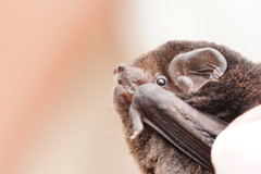 Chalinolobus gouldii