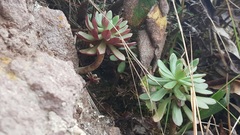 Echeveria quitensis
