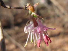Lonicera praeflorens