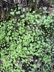 Adiantum jordanii image