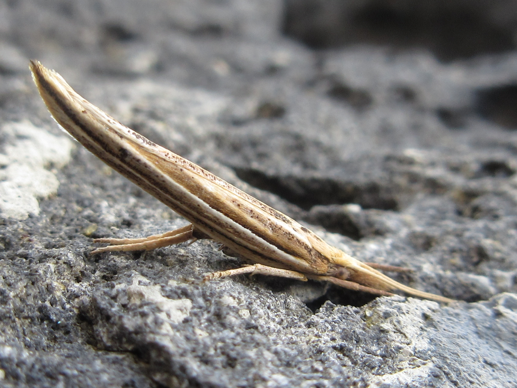 Ypsolopha longa