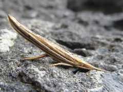 Ypsolopha longa