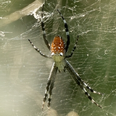 Cyrtophora moluccensis