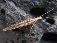 Ypsolopha longa