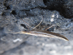 Ypsolopha longa