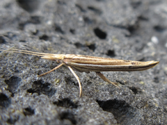 Ypsolopha longa