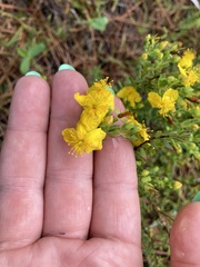 Hypericum microsepalum