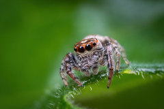 Opisthoncus nigrofemoratus