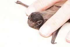 Chalinolobus gouldii