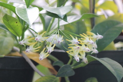 Hoya multiflora