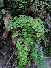 Adiantum