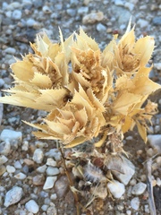 Stillingia spinulosa