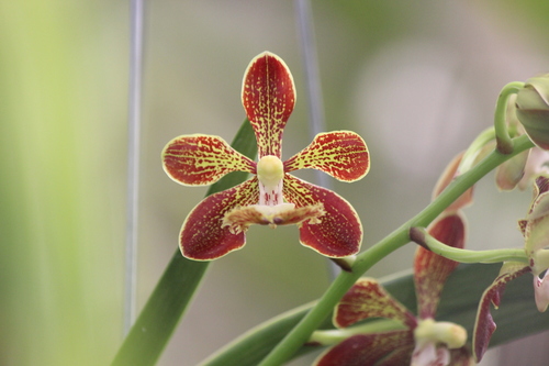 Roebling's Vanda