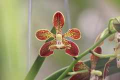 Vanda roeblingiana