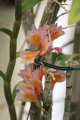 Dendrobium pseudoglomeratum