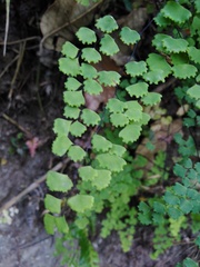 Adiantum