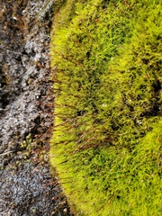 Distichium capillaceum