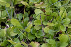 Myosotis krylovii