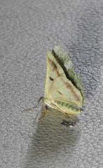 Aeolochroma viridicata