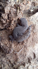 Pachydactylus maculatus