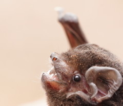 Chalinolobus gouldii