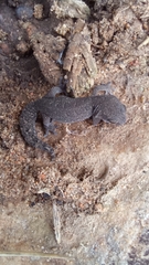 Pachydactylus maculatus