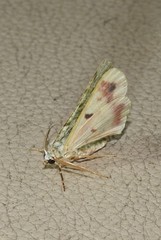 Aeolochroma viridicata