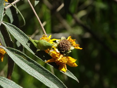 Aldama buddlejiformis