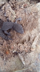 Pachydactylus maculatus