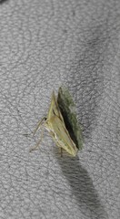 Aeolochroma viridicata