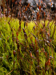 Distichium capillaceum