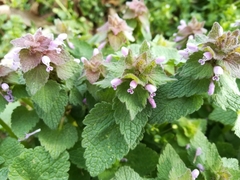 Lamium purpureum