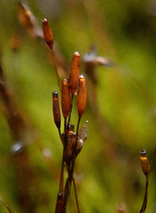 Distichium capillaceum