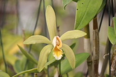 Cattleya luteola