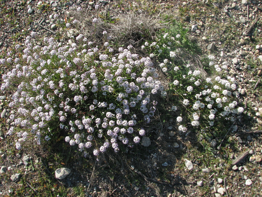 Sweet Alyssum (Edible Plants on UC Berkeley Campus) · iNaturalist