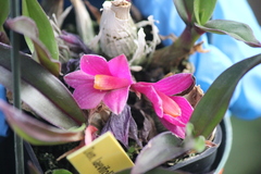 Dendrobium laevifolium