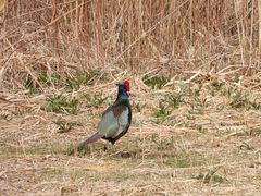 Phasianus versicolor