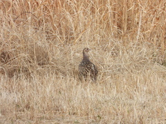 Phasianus versicolor
