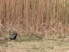 Phasianus versicolor