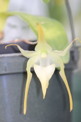 Aeranthes grandiflora