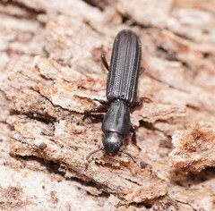 Bothrideridae