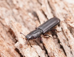 Bothrideridae