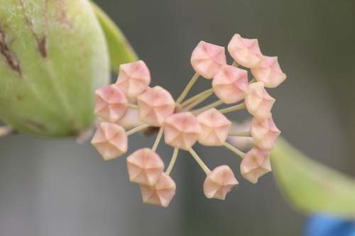Hoya siariae Kloppenb.