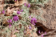 Astragalus zionis